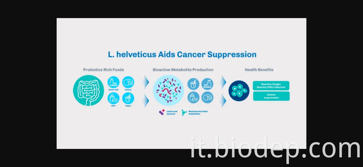 Lactobacillus Helveticus4